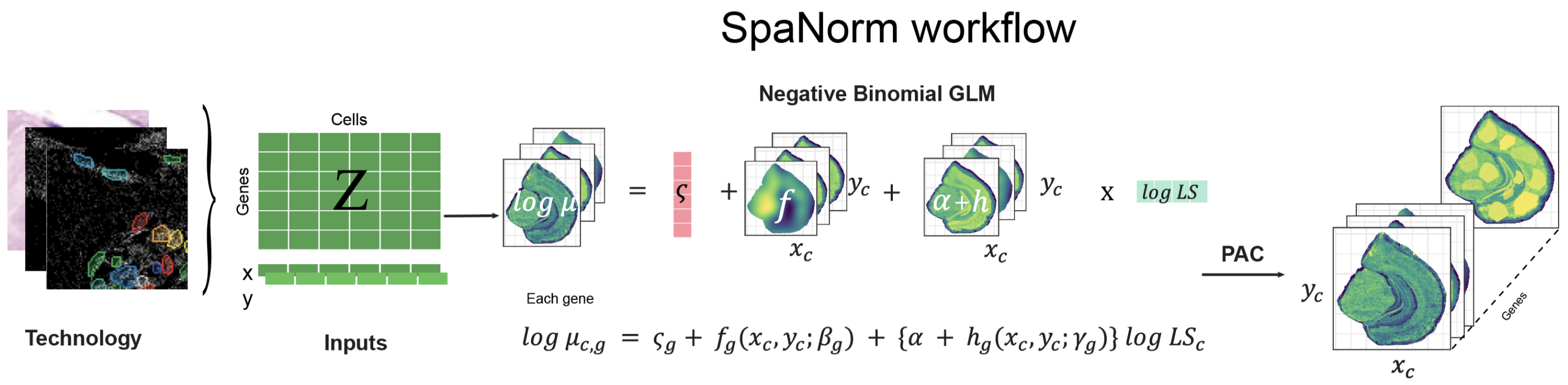 The SpaNorm workflow: SpaNorm takes the gene expression data and spatial coordinates as inputs. Using a gene-wise model (e.g., Negative Binomial (NB)), SpaNorm decomposes spatially-smooth variation into those unrelated to library size (LS), representing the underlying true biology and those related to library size. The adjusted data is then produced by keeping only the variation unrelated to library size.